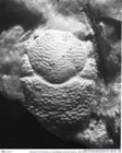 Historisches Foto (Rückseite) von Cracensigillatus acutirostris (Moericke, 1889) (NHMW-AFW-GEO-BACHMAYER-FOTO-1990-0041-1448)